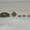 Schleich - 42506 Zuhause für Schildkröten – Bild 3
