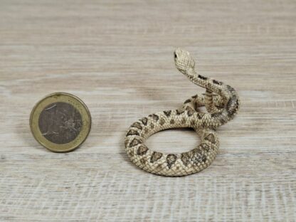 Schleich - 14740 Klapperschlange – Bild 2