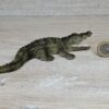 Schleich - 14036 Krokodil [Farbvariante]