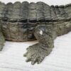 Schleich - 14036 Krokodil [Farbvariante] – Bild 4