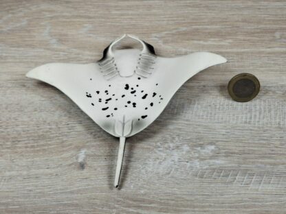 Schleich – 14698 Manta [Rochen] (RAR) – Bild 3