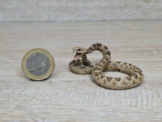 Schleich - 14740 Klapperschlange