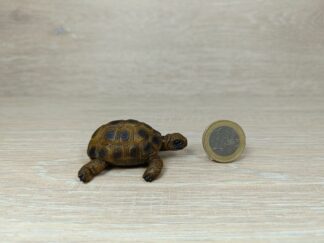 Schleich - 14404 Schildkröte [Die Haustiere – Nr. 4/16]