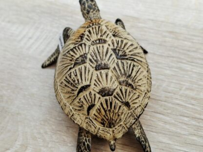 Schleich - 14695 Meeresschildkröte [Farbvariante] (Fähnchen - Sammler)´ – Bild 5